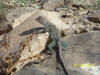 Juvenile collared lizard