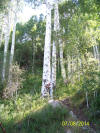 Jim with large birch tree near LaSal Pass