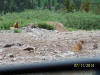 Marmots near the Camp Bird Mine and Imogene Pass